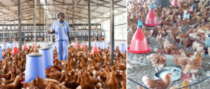 Poultry Farming: Most Attractive Agribusiness In Nigeria Poultry Farming: Most Attractive Agribusiness In Nigeria
