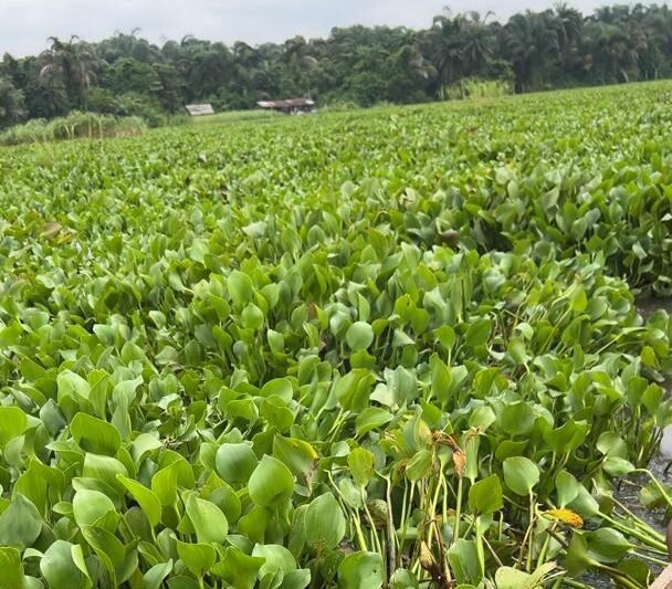 Water Hyacinth invasion