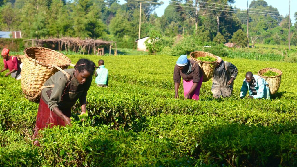 Leveraging policy to boost agricultural trade in Nigeria