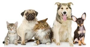 Adamawa govt confirms rabies outbreak, plans mass pet vaccination