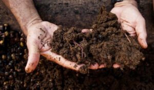 How Producing Organic Fertilizer Can Give Financial Leverage How Producing Organic Fertilizer Can Give Financial Leverage