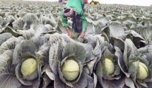 A Vote For Massive Food Production A Vote For Massive Food Production