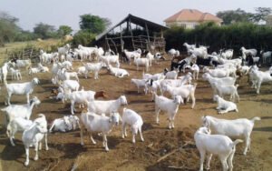 The Allures Of Goat Farming The Allures Of Goat Farming