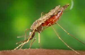 Nigerian senators want separate agency to fight malaria