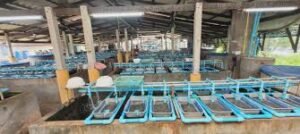 Federal Cooperative College Oji River, Kasersart University Thailand Host Summit On Fish Farming – Independent Newspaper Nigeria Federal Cooperative College Oji River, Kasersart University Thailand Host Summit On Fish Farming – Independent Newspaper Nigeria