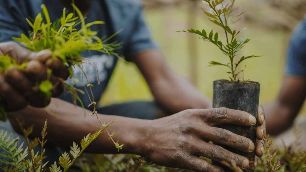 Nigeria to launch tree-planting campaign next rainy season, says Shettima