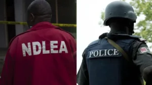 NDLEA nabs drug kingpin after seven years manhunt NDLEA nabs drug kingpin after seven years manhunt