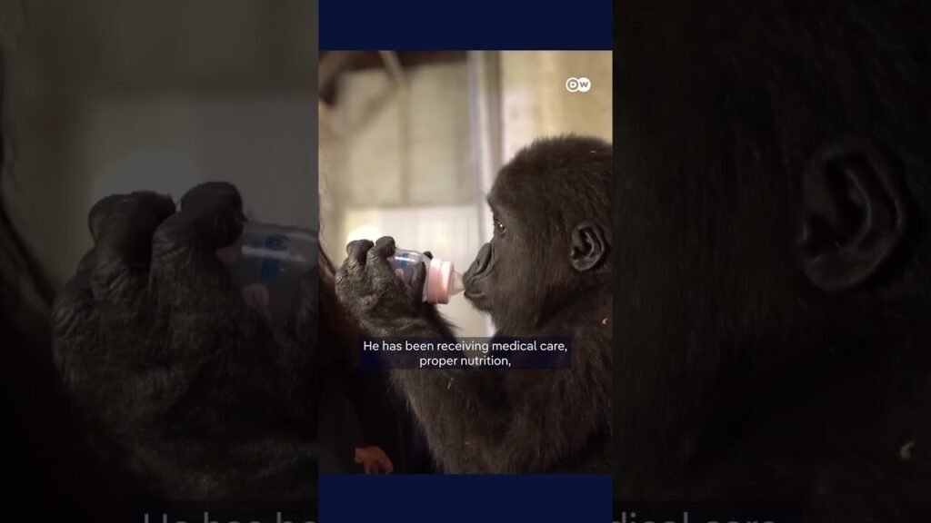 Baby gorilla rescued at Istanbul airport to be returned to Nigeria | DW News