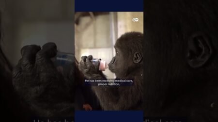 Baby gorilla rescued at Istanbul airport to be returned to Nigeria | DW News