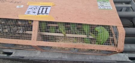 Customs intercepts 1,600 exotic birds at Lagos airport