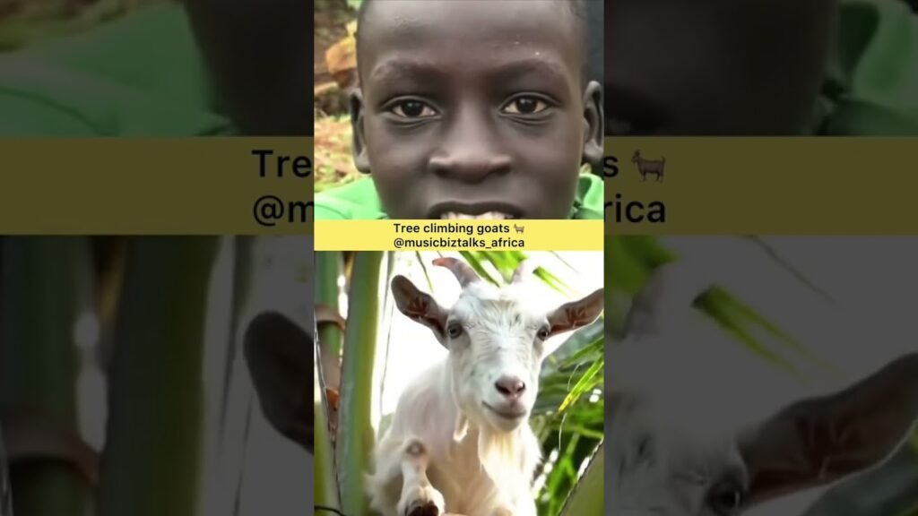 #shortsfeed #shorts #youtubeshorts #africa #nigeria  #tems #african #africanews  #nigerianews #trees