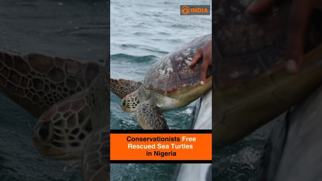 Conservationists Free Rescued Sea Turtles in Nigeria