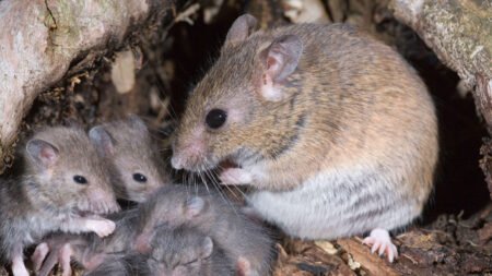 Nigeria records more Lassa fever deaths in 2025 despite fewer cases — NCDC
