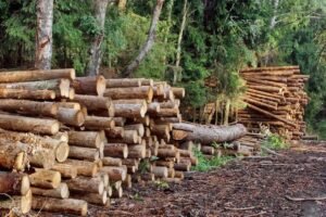 Deforestation: Wood As Roofing Material May Soon Become Unaffordable In Niger Delta — Onuesoke