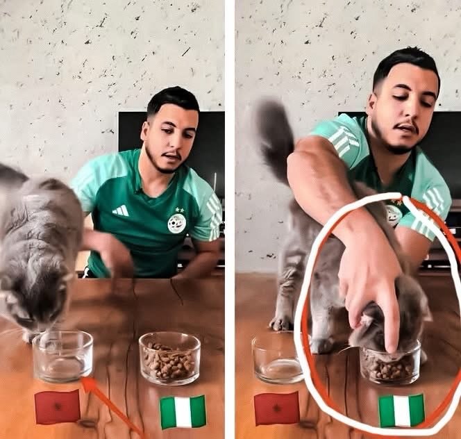 An Algerian content creator tried to “predict” the Morocco vs Nigeria semifinal …
