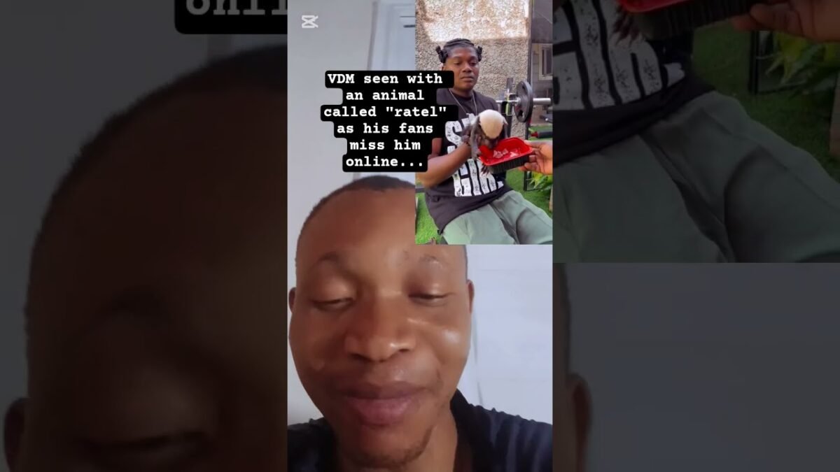@Verydarkblackman seenfeeding ratel animal #nigerianews #latestnews #nigerianews #ratel #nigeria
