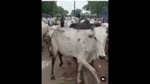 Share the Good News : Nigerian Forces Win Big in Zamfara, Cattle Recovered Share the Good News : Nigerian Forces Win Big in Zamfara, Cattle Recovered