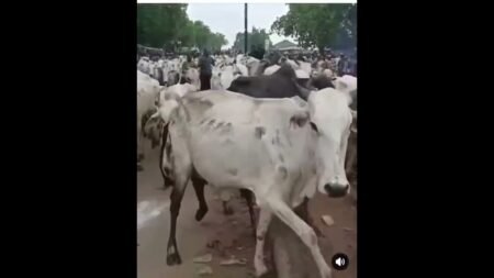 Share the Good News : Nigerian Forces Win Big in Zamfara, Cattle Recovered Share the Good News : Nigerian Forces Win Big in Zamfara, Cattle Recovered