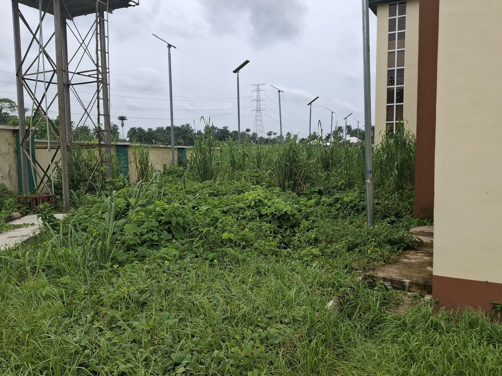 Part of the hospital now overgrown with bushes