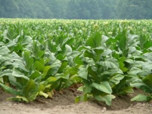Group warns against tobacco industry still targeting Nigerian youths despite control laws Group warns against tobacco industry still targeting Nigerian youths despite control laws