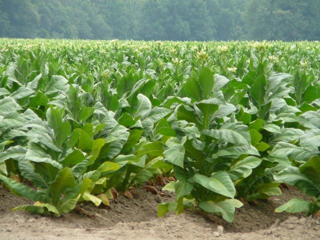 Group warns against tobacco industry still targeting Nigerian youths despite control laws Group warns against tobacco industry still targeting Nigerian youths despite control laws