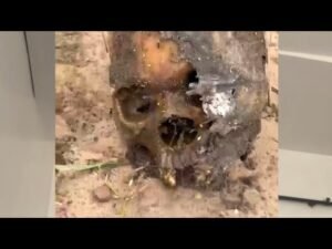 @julsatv nigeria news,human bones was found when the ratels was cleaning in anambra yesterday