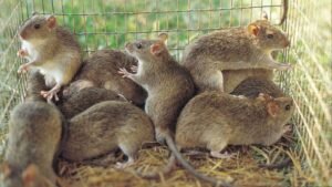 Lassa fever death toll hits 224 as fatality rate rises despite fewer new infections Lassa fever death toll hits 224 as fatality rate rises despite fewer new infections