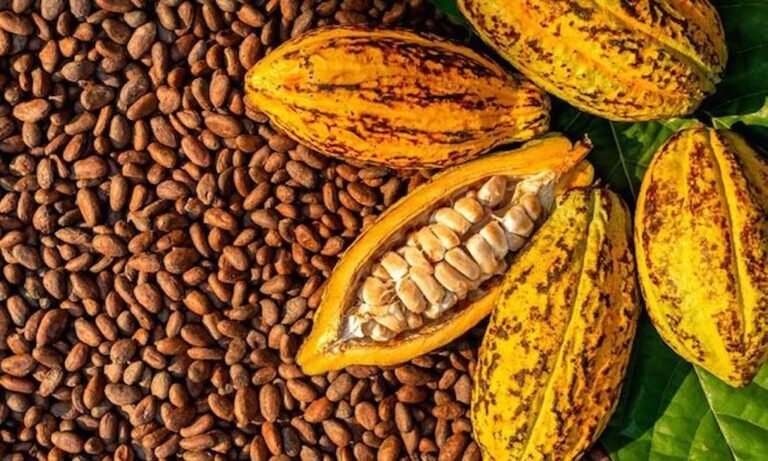 FG advocates local cocoa processing to end raw bean export FG advocates local cocoa processing to end raw bean export