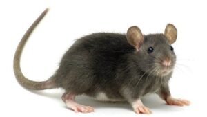 Lassa Fever: 53 health workers infected as cases hit 1,000 in 2026 Lassa Fever: 53 health workers infected as cases hit 1,000 in 2026