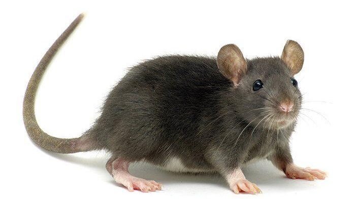 Lassa Fever: 53 health workers infected as cases hit 1,000 in 2026 Lassa Fever: 53 health workers infected as cases hit 1,000 in 2026