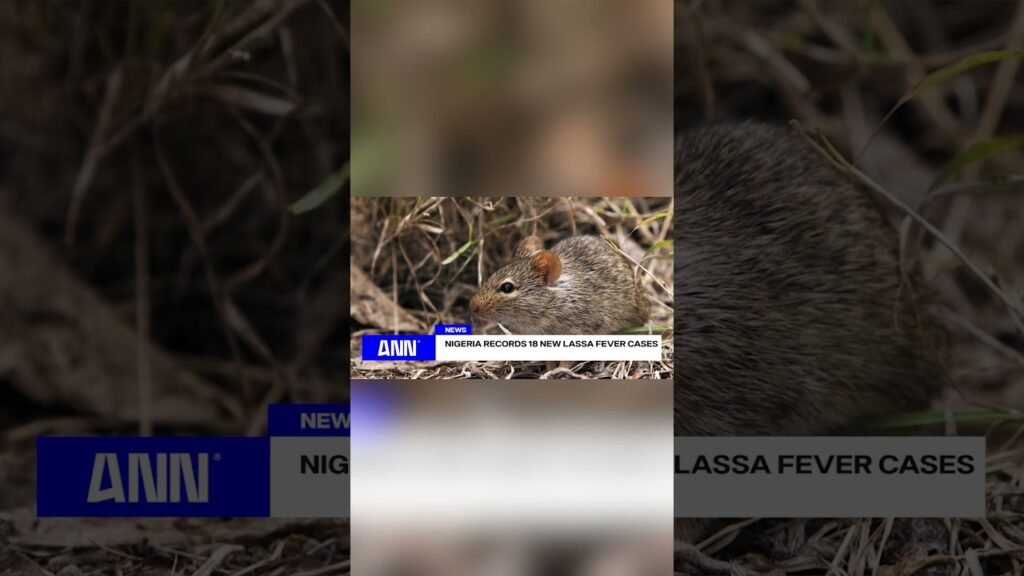 NIGERIA RECORDS 18 NEW LASSA FEVER CASES  #newsupdate #news #shorts