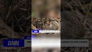 NIGERIA RECORDS 18 NEW LASSA FEVER CASES #newsupdate #news #shorts NIGERIA RECORDS 18 NEW LASSA FEVER CASES #newsupdate #news #shorts
