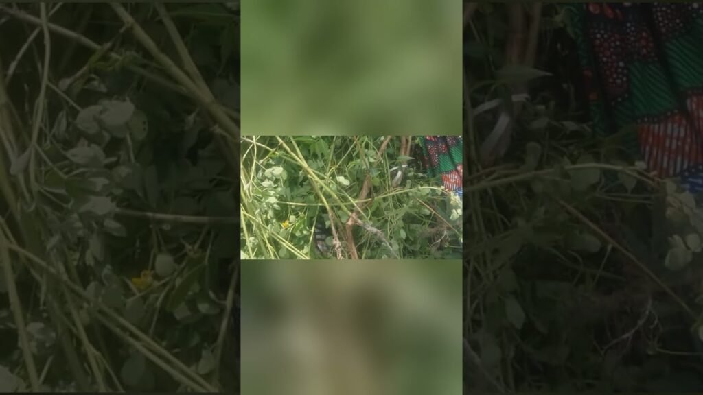 Jigawa Boat Tragedy Claims Four Young Lives, NSCDC Confirms Jigawa Boat Tragedy Claims Four Young Lives, NSCDC Confirms