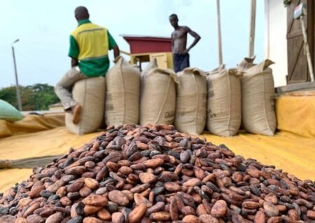 Nigeria’s cocoa exports to US surge to 2m in 2025