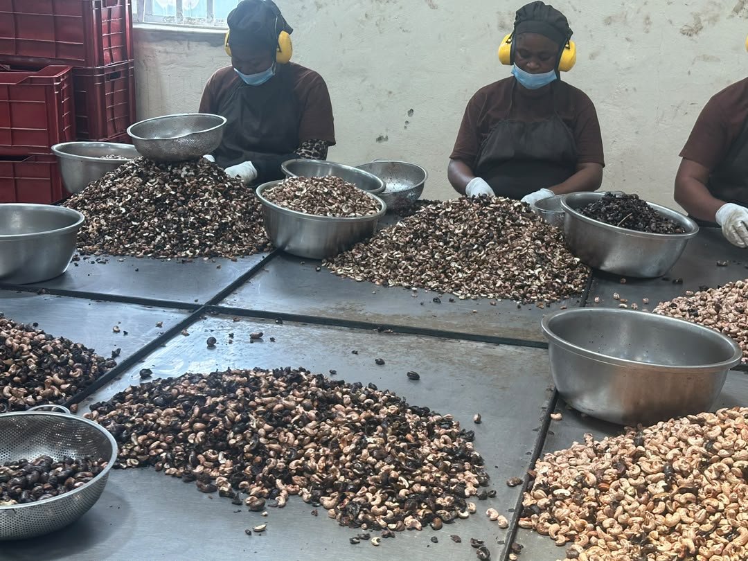 Cashew processing plants